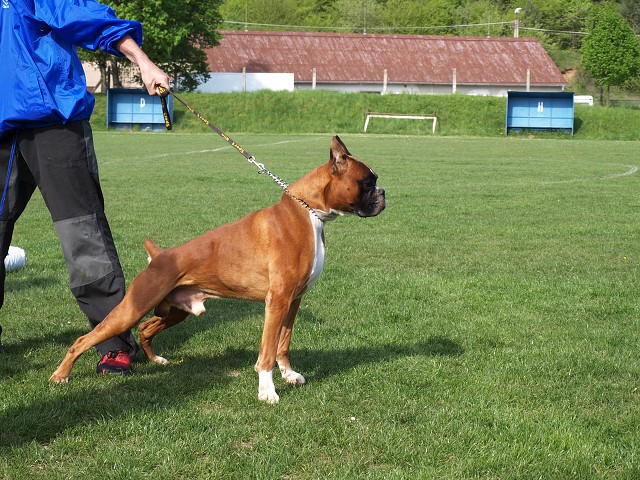 www.atibox.net * www.euroboxer.eu * www.boxergenealogia.eu
